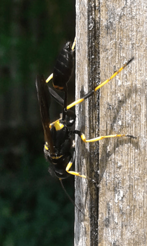 Sceliphron caementarium (Sphecidae)?  S